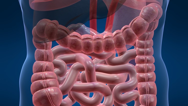 الأغذية الدهنية تسرّع نمو سرطان الأمعاء
