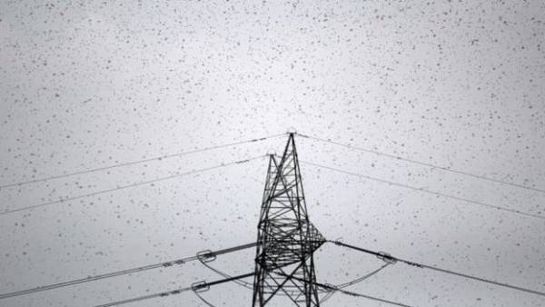 عشرات الالاف من الجراد تجتاح العاصمة الهندية دلهي !