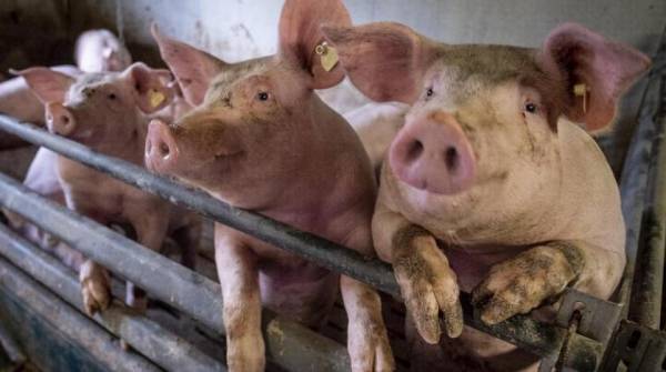 بعد نشر خبر عن فيروس جديد في الصين قد يتحول الى جائحة, الصين تطمئن العالم : لا يصيب البشر بسهولة