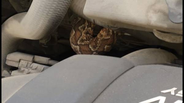 نجا من مخالفة السرعة بعد معرفة الشرطي وجود افعى في سيارته !