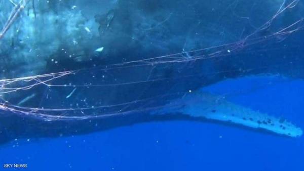 شاهد فيديو : حوت هائج ضخم عالق في شبكة , وجهود حثيثه لتحريره !