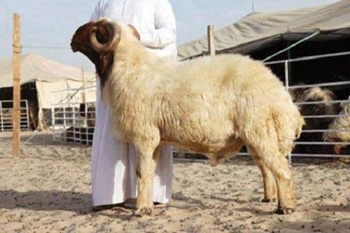 مع اقتراب عيد الأضحى.. أسعار الأضاحي في مصر ترتفع والبرلمان يتدخل