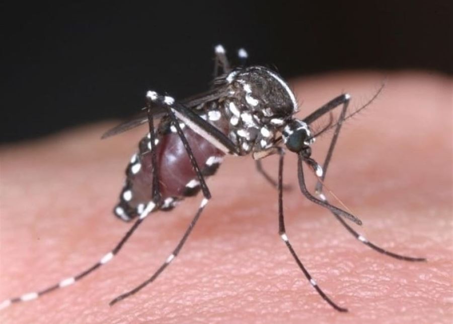 ما هي ذبابة الرمل السوداء التي أودت بحياة طفل أردني وأثارت القلق؟